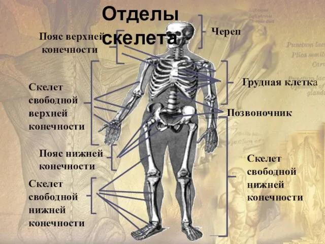 Пояс верхней конечности Скелет свободной верхней конечности Череп Грудная клетка