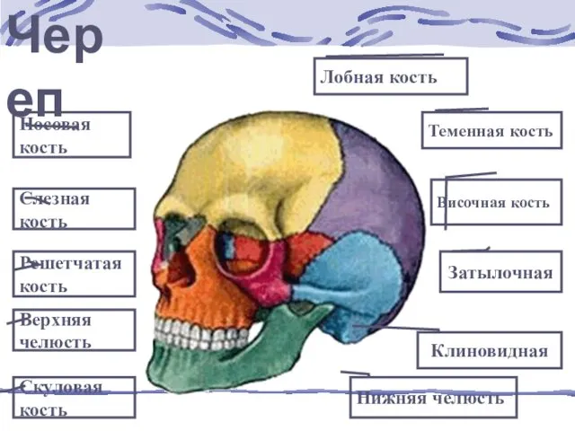 Лобная кость Череп Теменная кость Височная кость Нижняя челюсть Скуловая