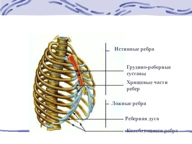 грудная клетка Истинные ребра Грудино-реберные суставы Хрящевые части ребер Ложные ребра Реберная дуга Колеблющиеся ребра