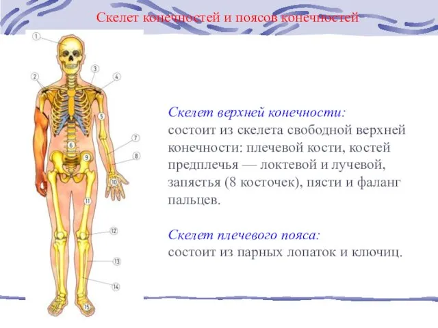 Скелет верхней конечности: состоит из скелета свободной верхней конечности: плечевой