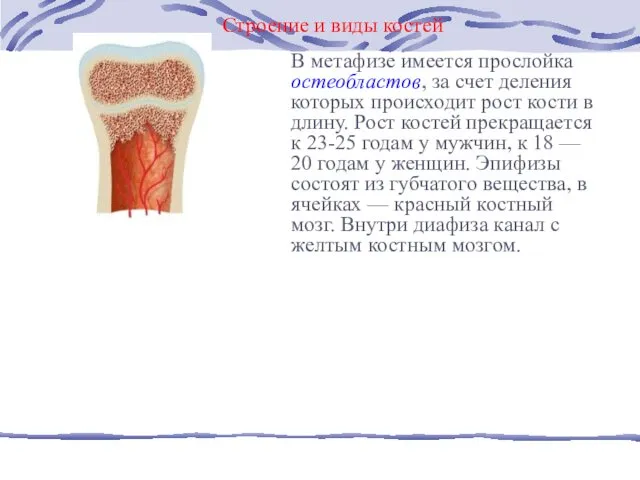 В метафизе имеется прослойка остеобластов, за счет деления которых происходит