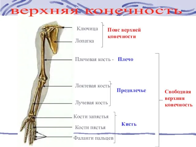 верхняя конечность Ключица Лопатка Плечевая кость - Плечо Локтевая кость