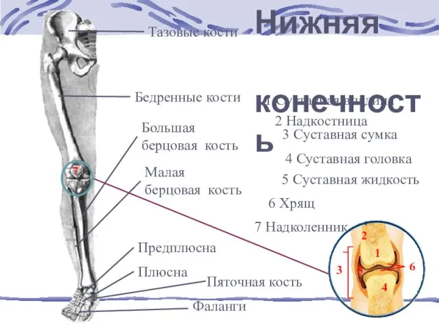 Тазовые кости Бедренные кости Большая берцовая кость Малая берцовая кость