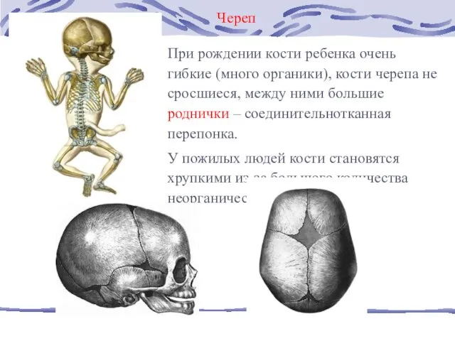 При рождении кости ребенка очень гибкие (много органики), кости черепа