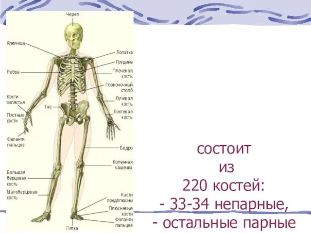скелет человека состоит из 220 костей: - 33-34 непарные, - остальные парные