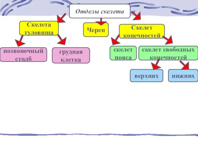 Отделы скелета Череп Скелета туловища скелет пояса позвоночный столб Скелет