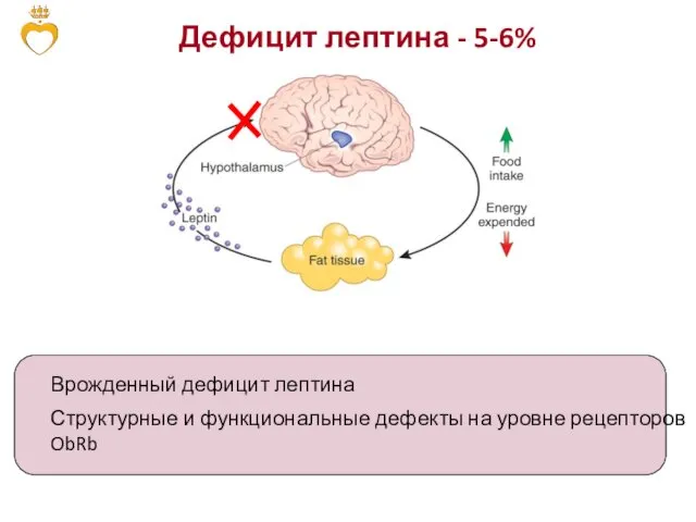 Врожденный дефицит лептина Структурные и функциональные дефекты на уровне рецепторов ObRb