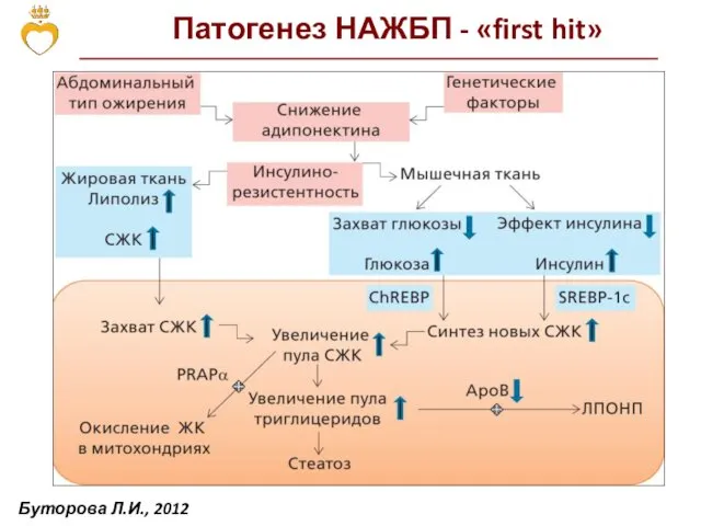 Патогенез НАЖБП - «first hit» Буторова Л.И., 2012