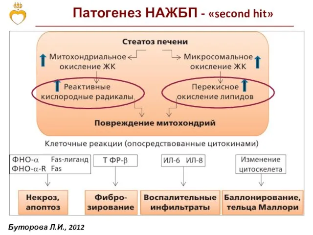 Патогенез НАЖБП - «second hit» Буторова Л.И., 2012