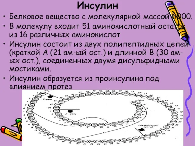 Инсулин Белковое вещество с молекулярной массой 6000. В молекулу входит