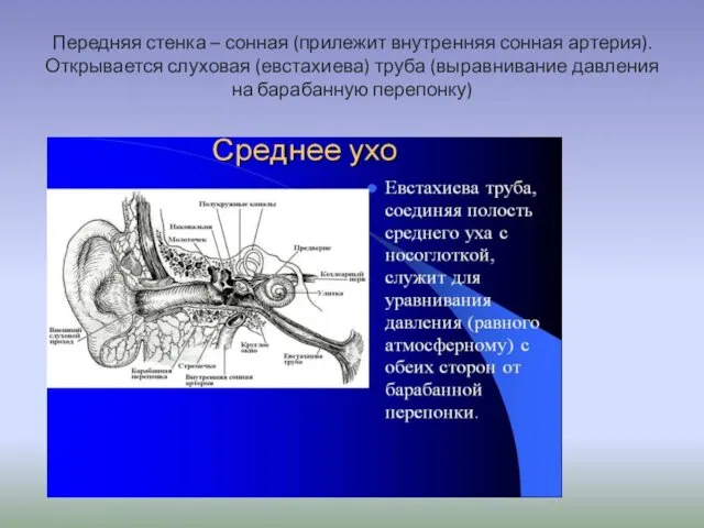 Передняя стенка – сонная (прилежит внутренняя сонная артерия). Открывается слуховая