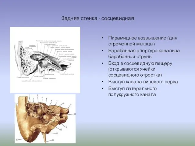 Задняя стенка - сосцевидная Пирамидное возвышение (для стременной мышцы) Барабанная