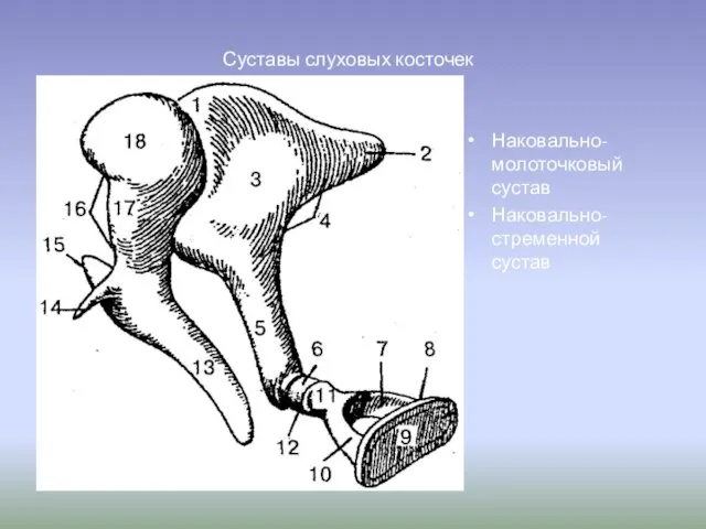 Суставы слуховых косточек Наковально-молоточковый сустав Наковально- стременной сустав