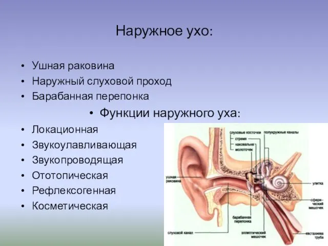 Наружное ухо: Ушная раковина Наружный слуховой проход Барабанная перепонка Функции