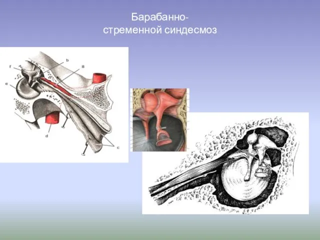 Барабанно- стременной синдесмоз