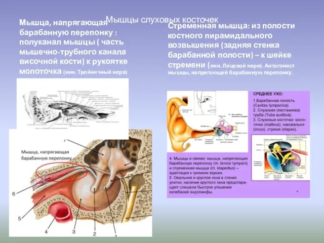 Мышцы слуховых косточек Мышца, напрягающая барабанную перепонку : полуканал мышцы
