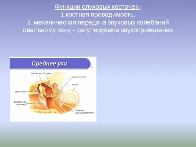 Функции слуховых косточек : 1.костная проводимость. 2. механическая передача звуковых колебаний овальному окну – регулируемое звукопроведение