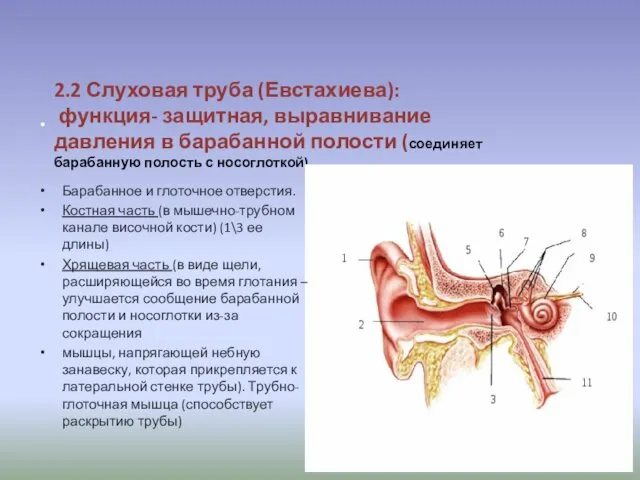 2.2 Слуховая труба (Евстахиева): функция- защитная, выравнивание давления в барабанной