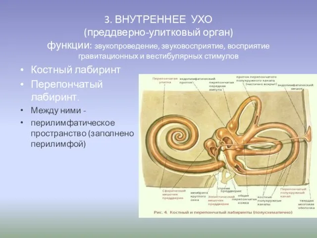 3. ВНУТРЕННЕЕ УХО (преддверно-улитковый орган) функции: звукопроведение, звуковосприятие, восприятие гравитационных