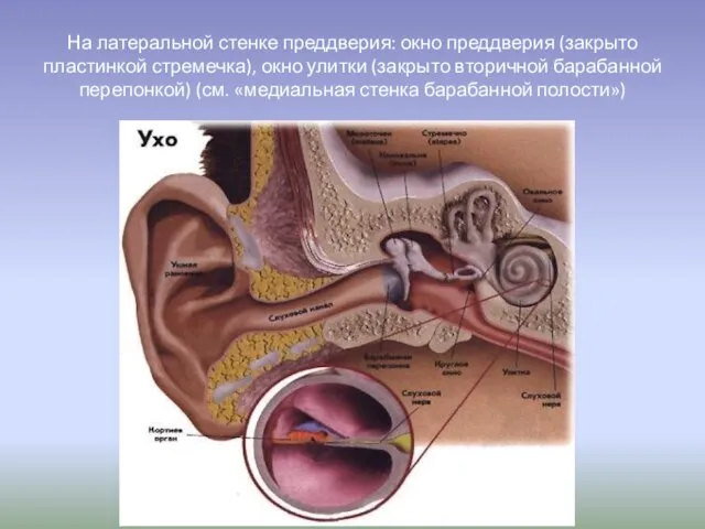 На латеральной стенке преддверия: окно преддверия (закрыто пластинкой стремечка), окно