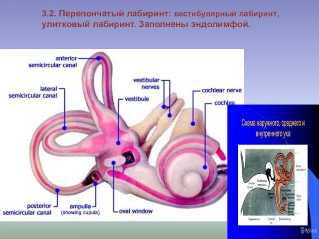 3.2. Перепончатый лабиринт: вестибулярный лабиринт,улитковый лабиринт. Заполнены эндолимфой.