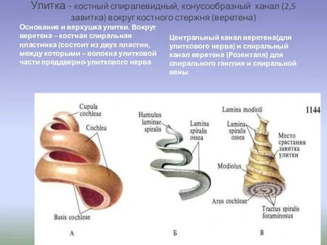 Улитка - костный спиралевидный, конусообразный канал (2,5 завитка) вокруг костного