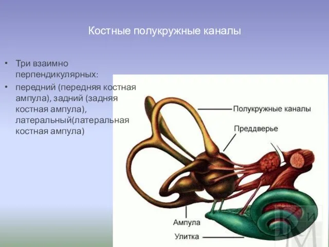 Костные полукружные каналы Три взаимно перпендикулярных: передний (передняя костная ампула),