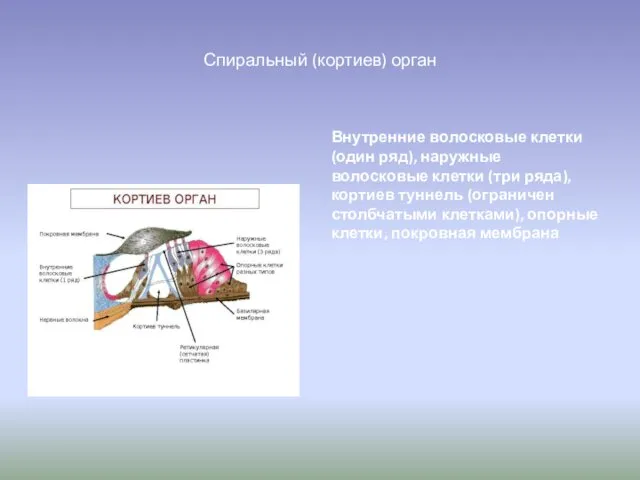 Спиральный (кортиев) орган Внутренние волосковые клетки (один ряд), наружные волосковые