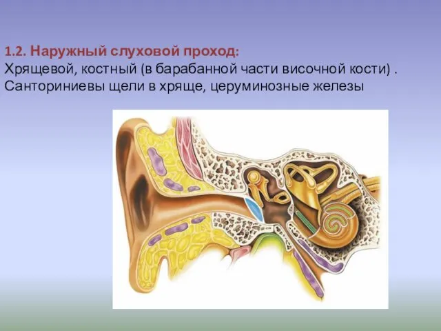 1.2. Наружный слуховой проход: Хрящевой, костный (в барабанной части височной