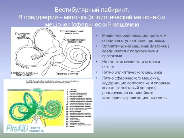 Вестибулярный лабиринт. В преддверии – маточка (эллиптический мешочек) и мешочек