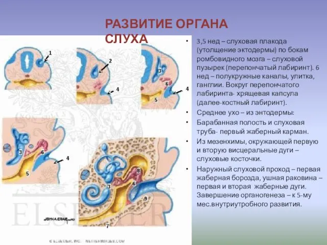 РАЗВИТИЕ ОРГАНА СЛУХА 3,5 нед – слуховая плакода (утолщение эктодермы)