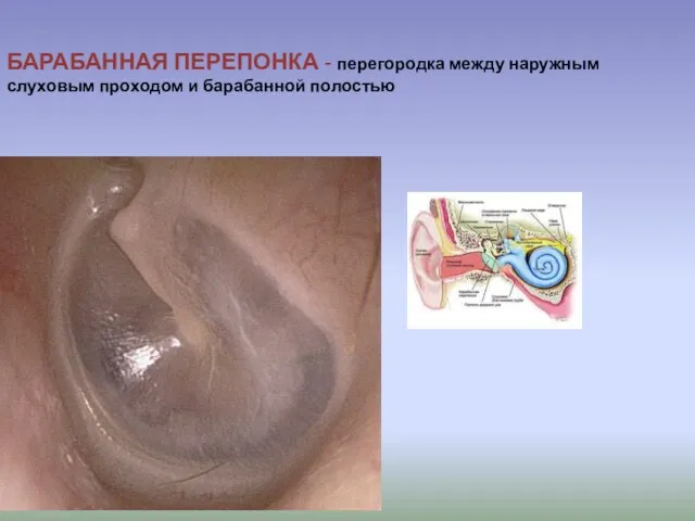 БАРАБАННАЯ ПЕРЕПОНКА - перегородка между наружным слуховым проходом и барабанной полостью