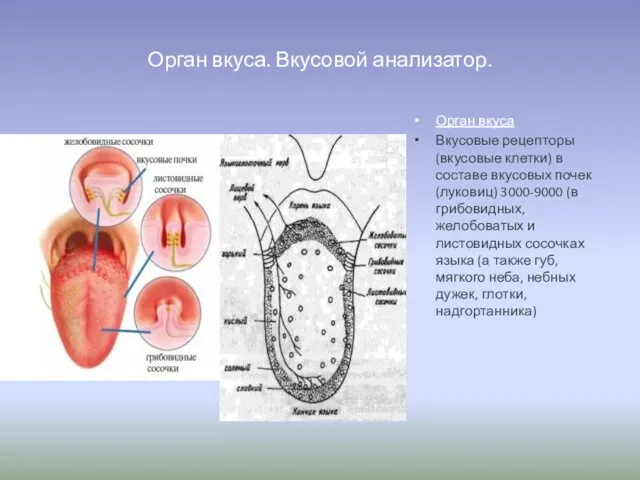 Орган вкуса. Вкусовой анализатор. Орган вкуса Вкусовые рецепторы (вкусовые клетки)