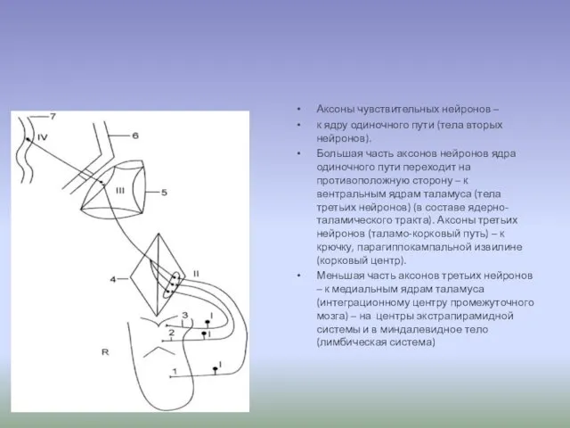 Аксоны чувствительных нейронов – к ядру одиночного пути (тела вторых