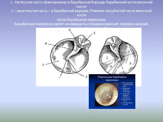 1 - Натянутая часть (фиксирована в барабанной борозде барабанной части