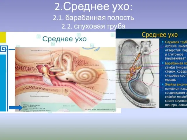 2.Среднее ухо: 2.1. барабанная полость 2.2. слуховая труба