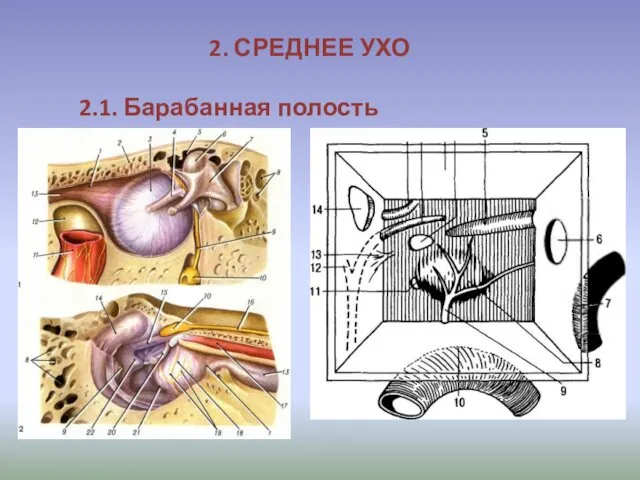 2. СРЕДНЕЕ УХО 2.1. Барабанная полость