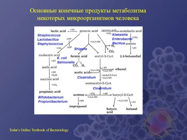 Основные конечные продукты метаболизма некоторых микроорганизмов человека Todar's Online Textbook of Bacteriology