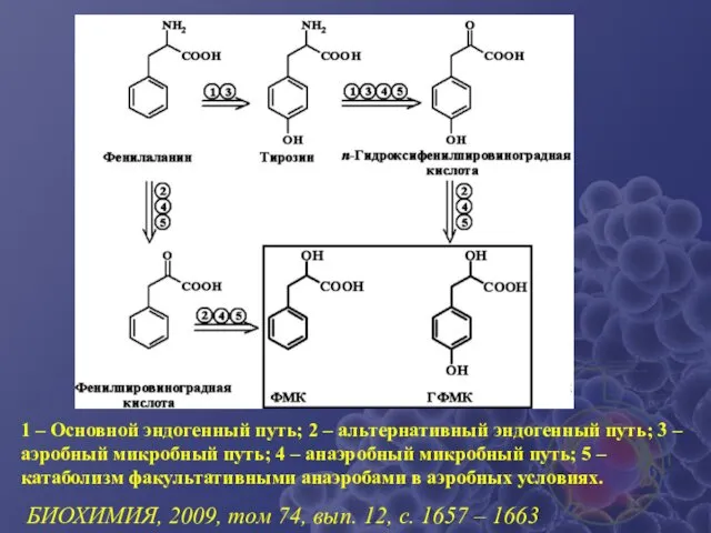 1 – Основной эндогенный путь; 2 – альтернативный эндогенный путь;
