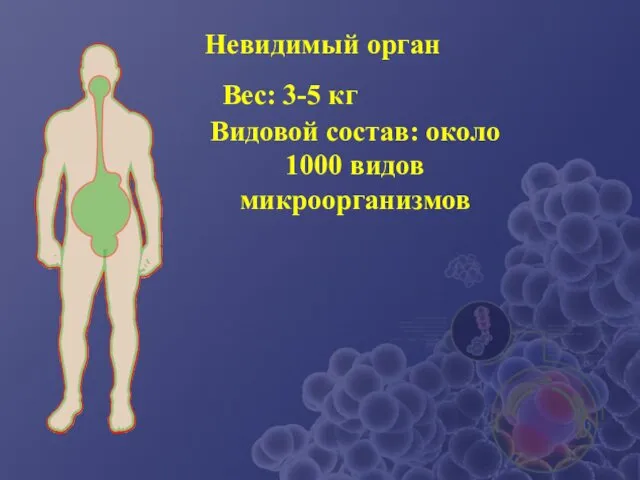 Невидимый орган Вес: 3-5 кг Видовой состав: около 1000 видов микроорганизмов