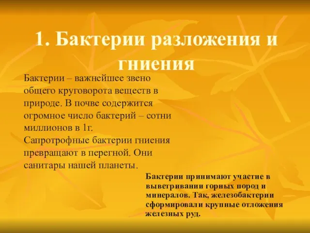 1. Бактерии разложения и гниения Бактерии – важнейшее звено общего круговорота веществ в