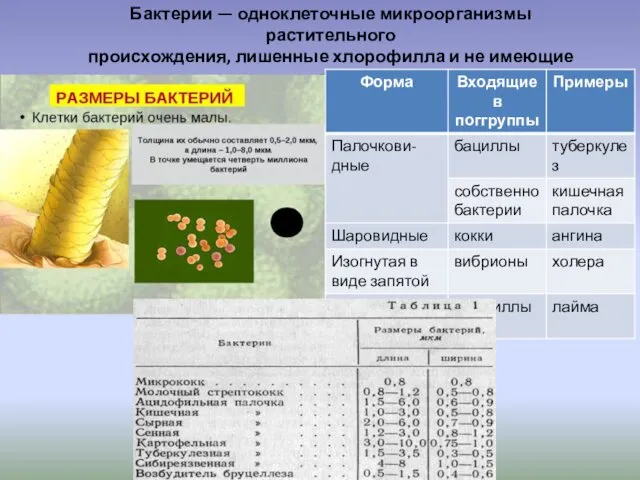 Бактерии — одноклеточные микроорганизмы растительного происхождения, лишенные хлорофилла и не имеющие ядра.