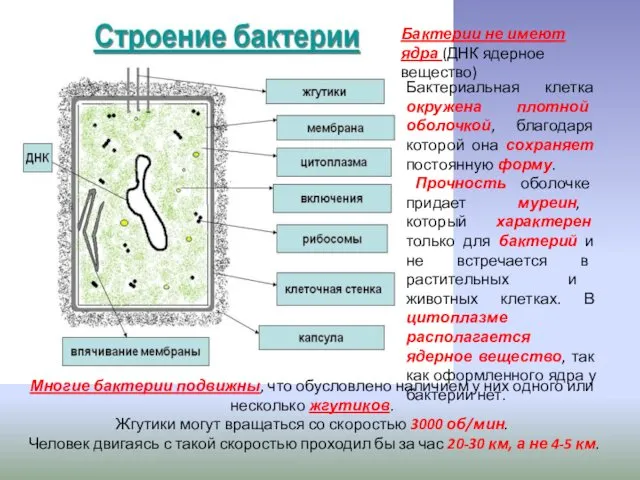 Бактериальная клетка окружена плотной оболочкой, благодаря которой она сохраняет постоянную форму. Прочность оболочке