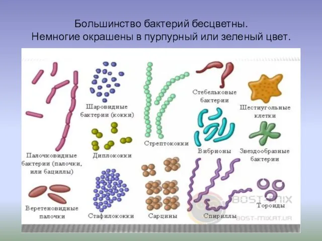 Большинство бактерий бесцветны. Немногие окрашены в пурпурный или зеленый цвет.