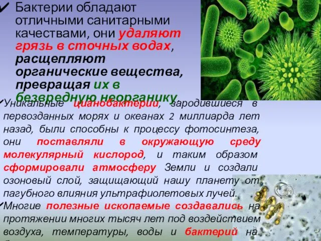 Бактерии обладают отличными санитарными качествами, они удаляют грязь в сточных