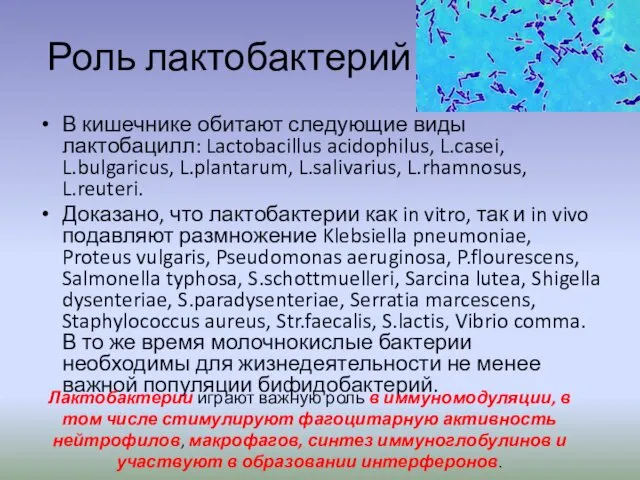 Роль лактобактерий В кишечнике обитают следующие виды лактобацилл: Lactobacillus acidophilus,