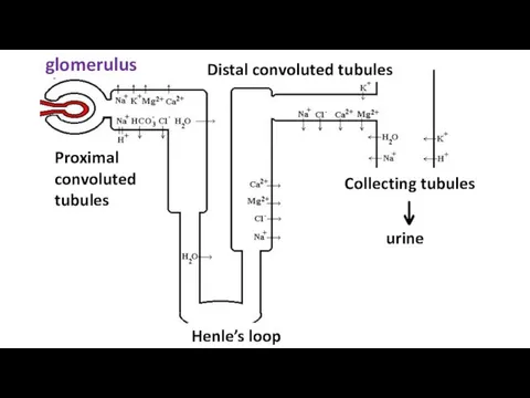 glomerulus Proximal convoluted tubules Distal convoluted tubules Henle’s loop Collecting tubules urine