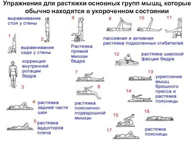 Упражнения для растяжки основных групп мышц, которые обычно находятся в укороченном состоянии