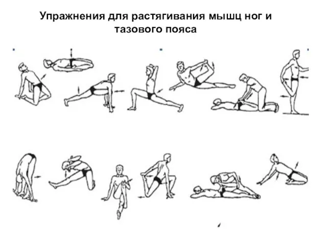 Упражнения для растягивания мышц ног и тазового пояса