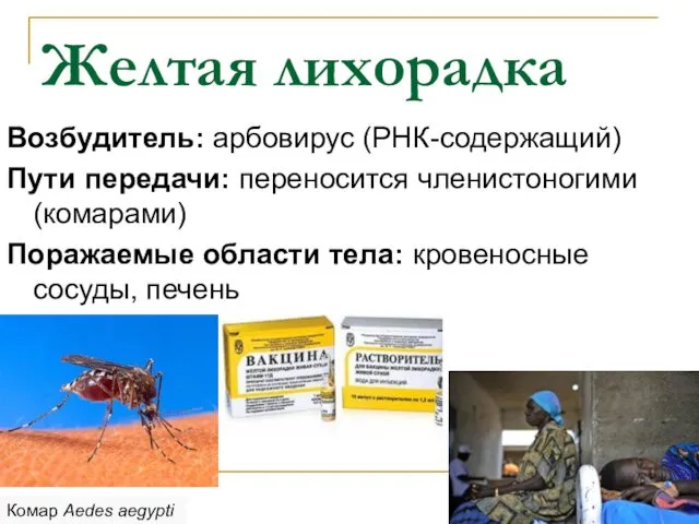 Желтая лихорадка Возбудитель: арбовирус (РНК-содержащий) Пути передачи: переносится членистоногими (комарами)